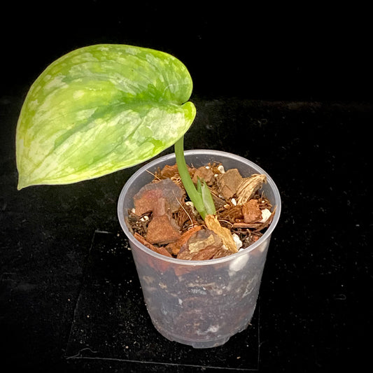 Scindapsus Leopard A
