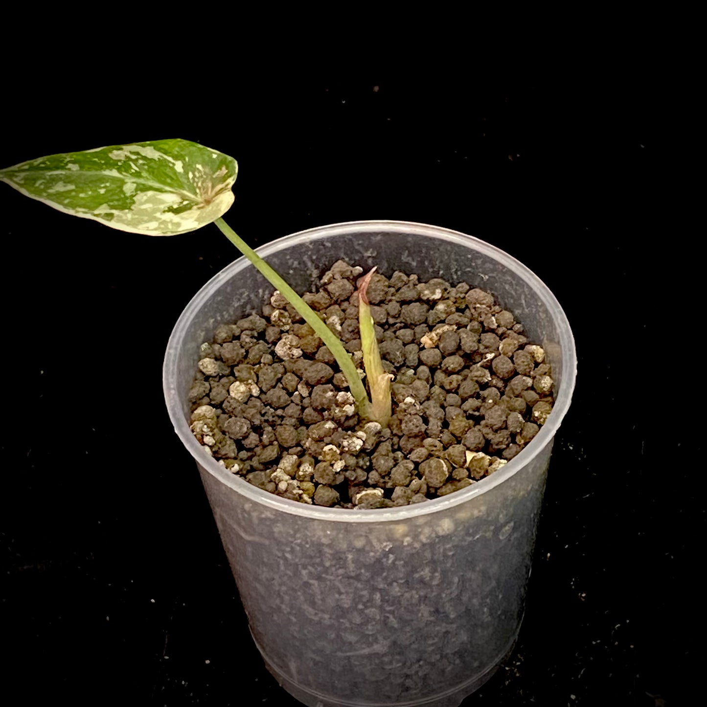 Alocasia Black Velvet Pink - G