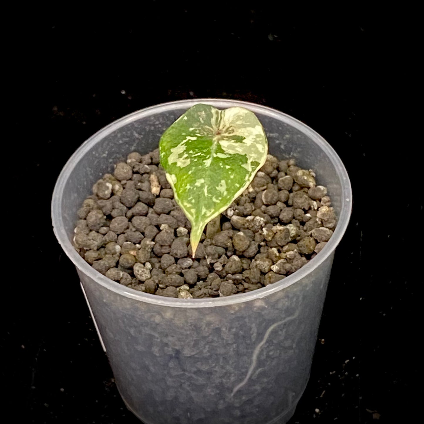 Alocasia Black Velvet Pink - G
