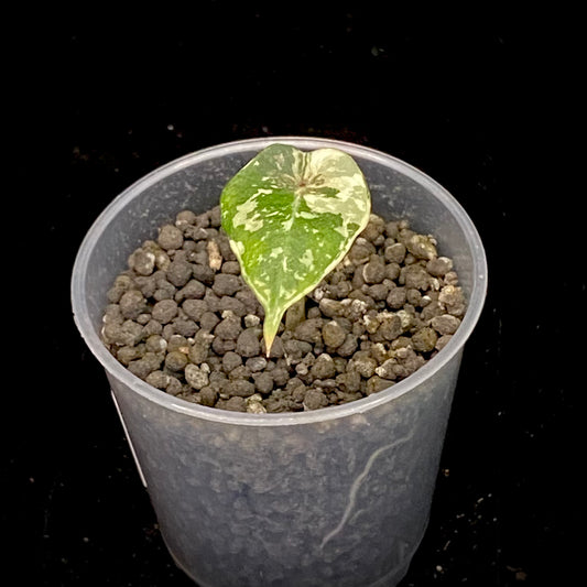 Alocasia Black Velvet Pink - G
