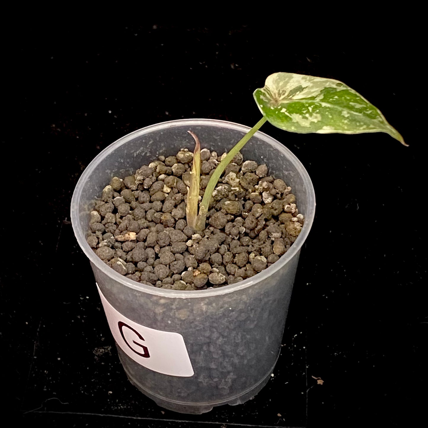 Alocasia Black Velvet Pink - G