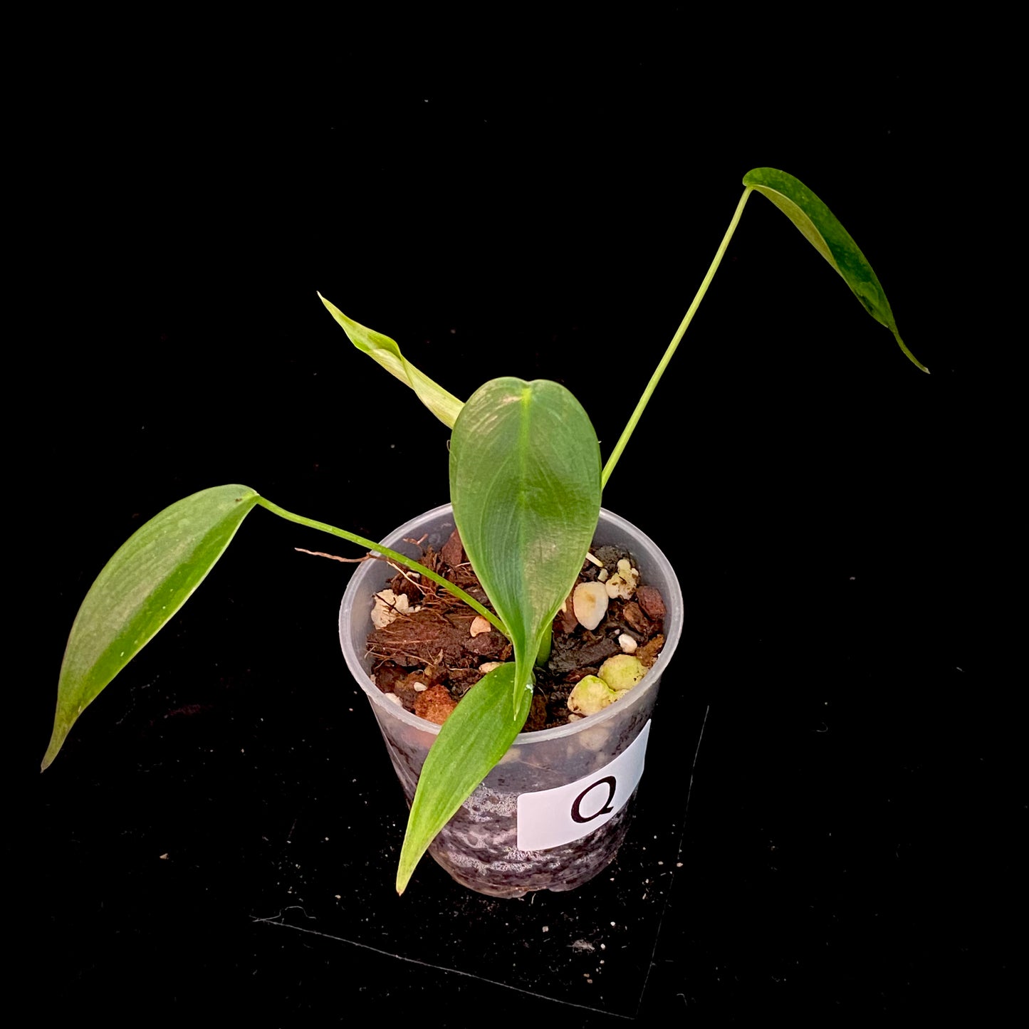 Philodendron Esmeraldense Q