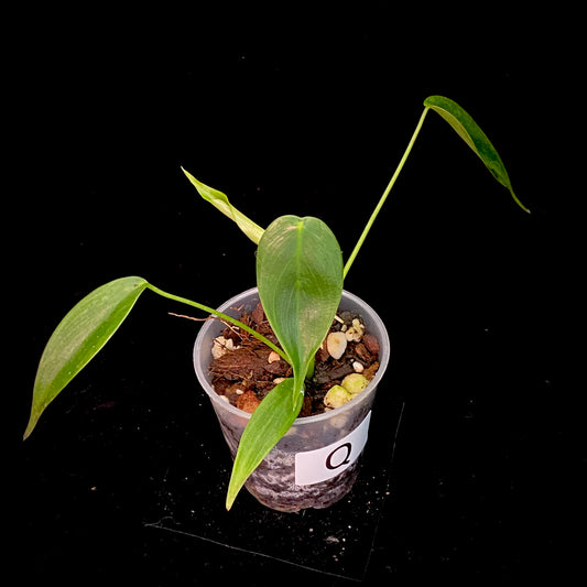 Philodendron Esmeraldense Q