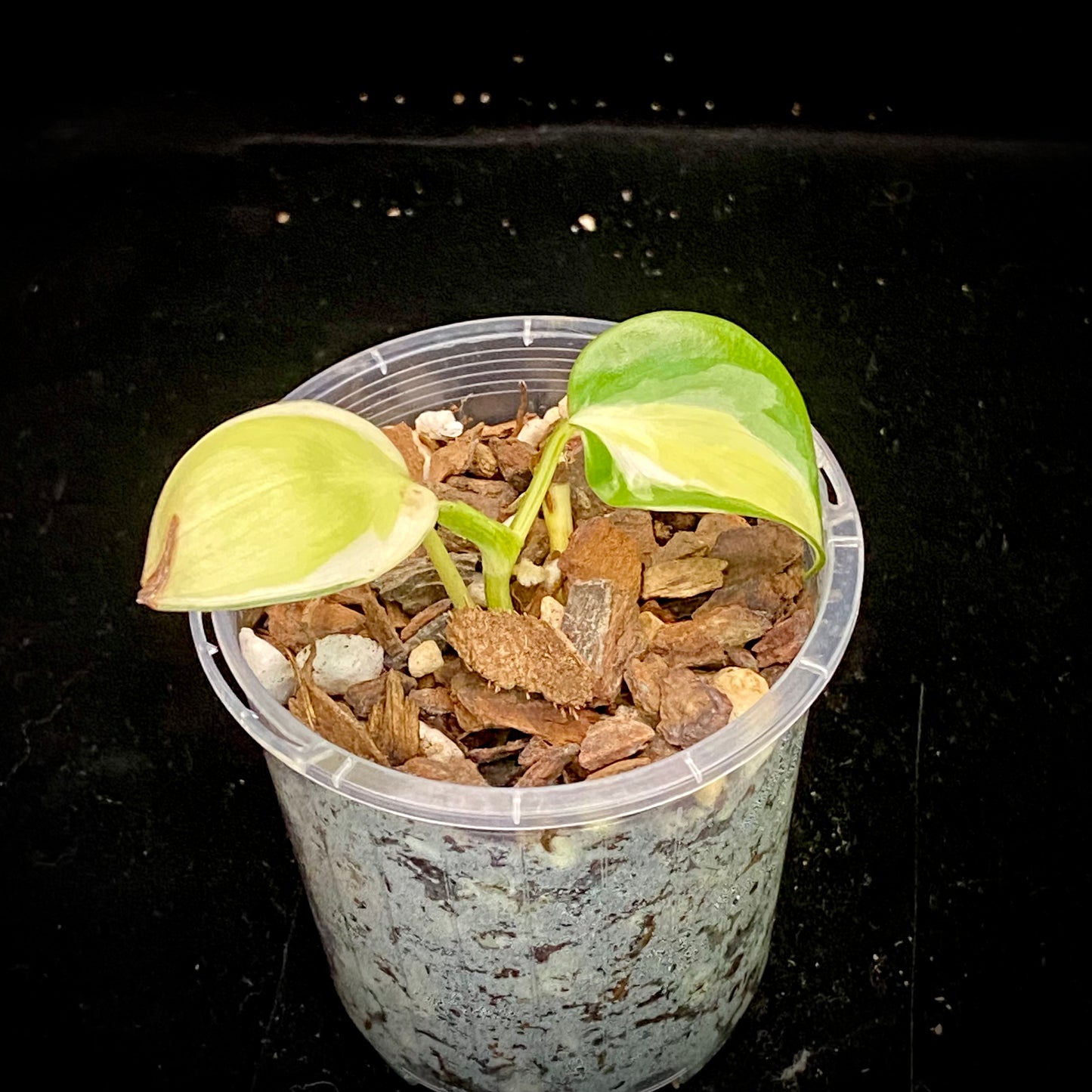 Philodendron Gabby B