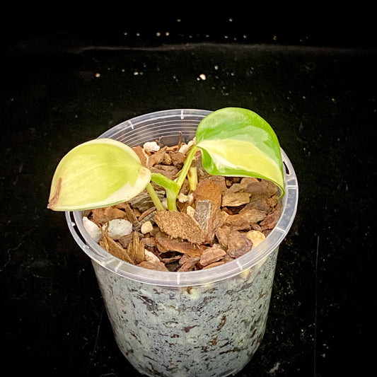 Philodendron Gabby B