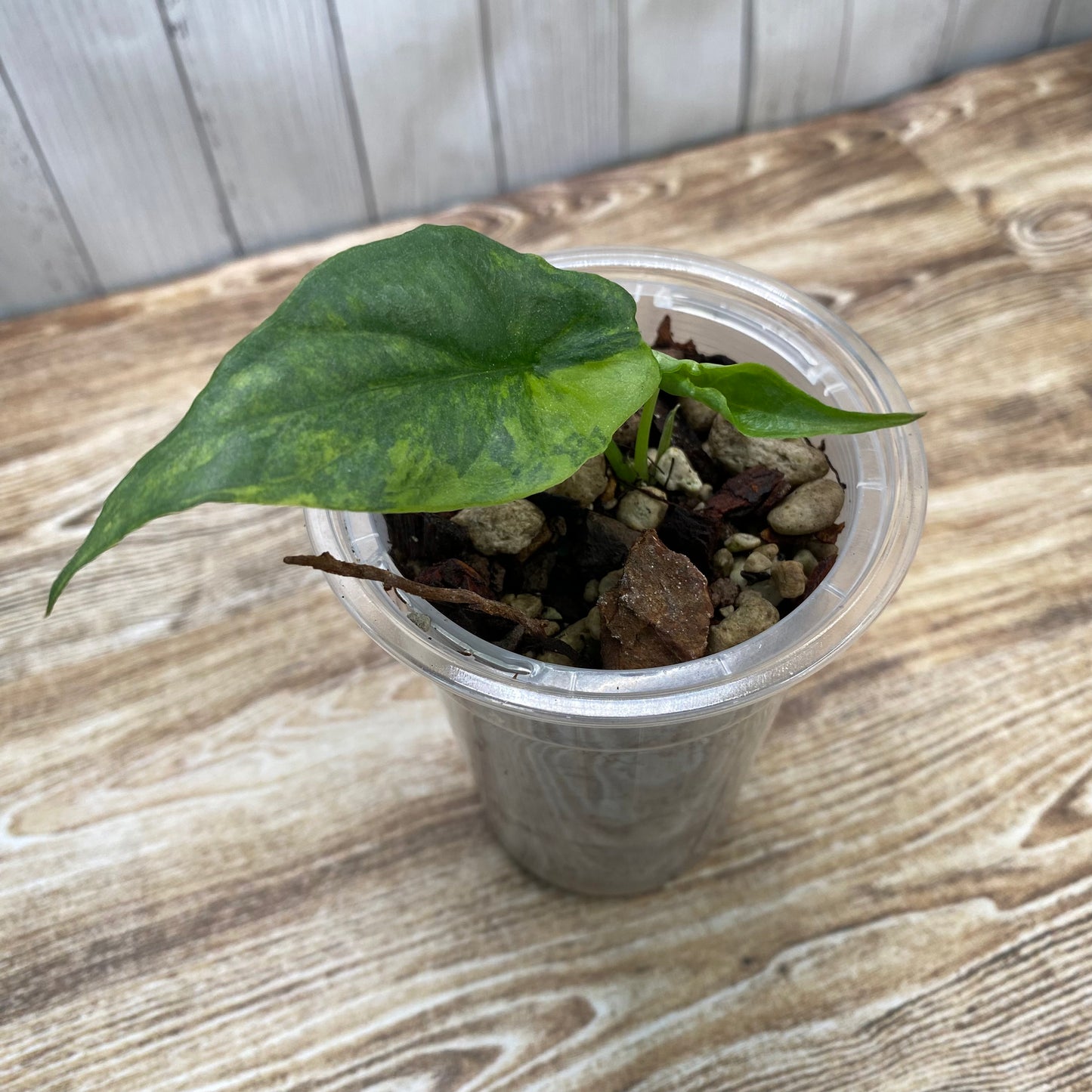 Alocasia Dragon’s Breathe Aurea