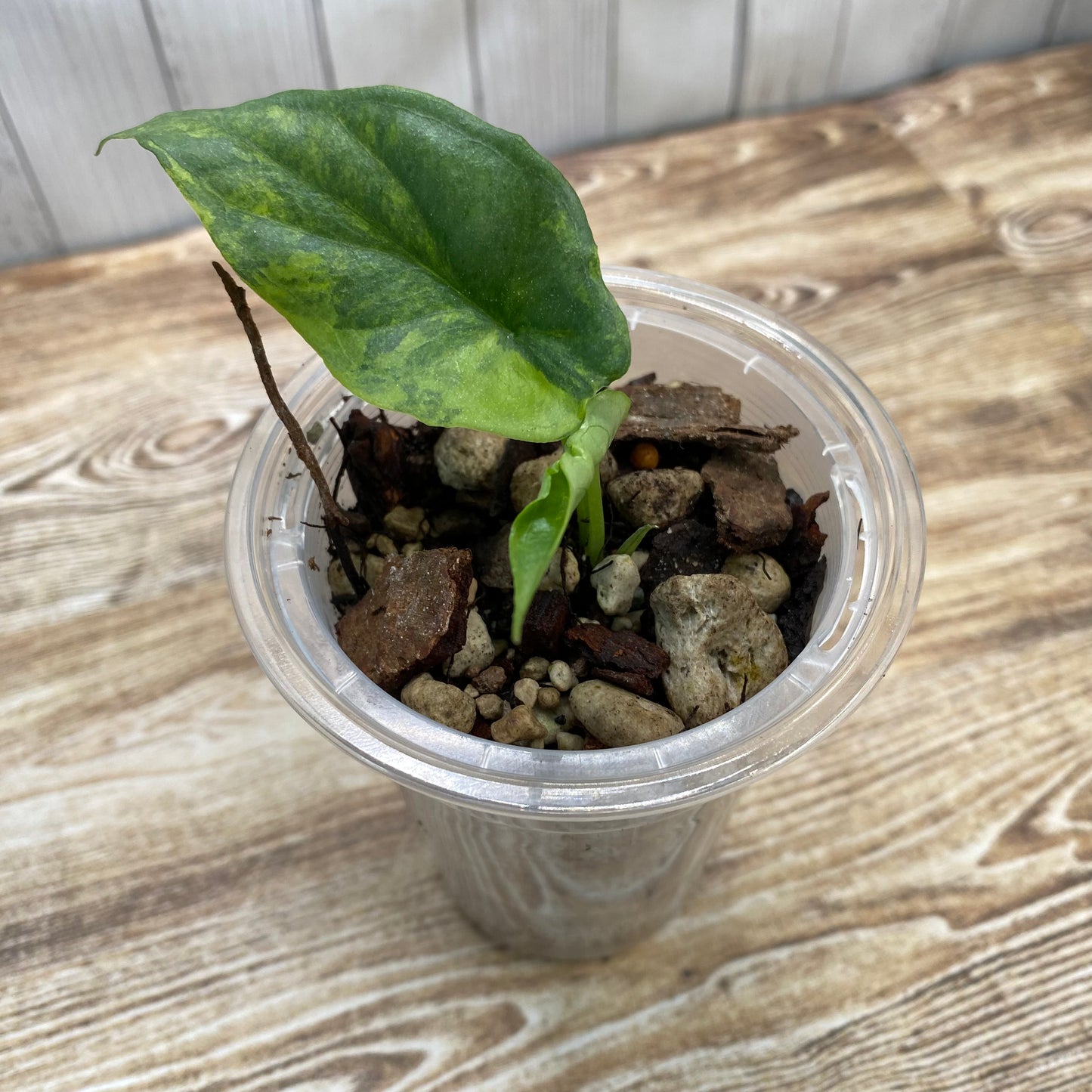 Alocasia Dragon’s Breathe Aurea