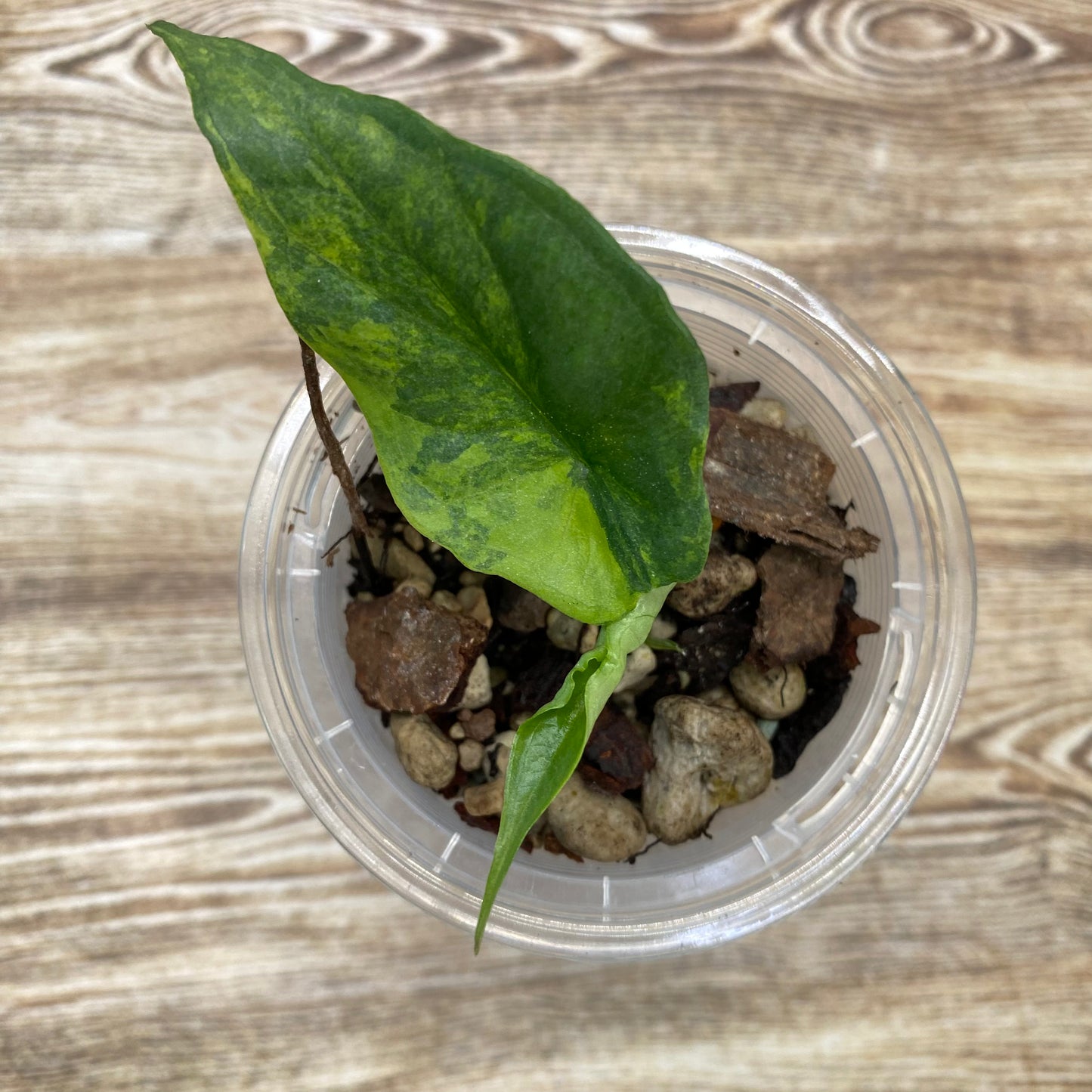 Alocasia Dragon’s Breathe Aurea