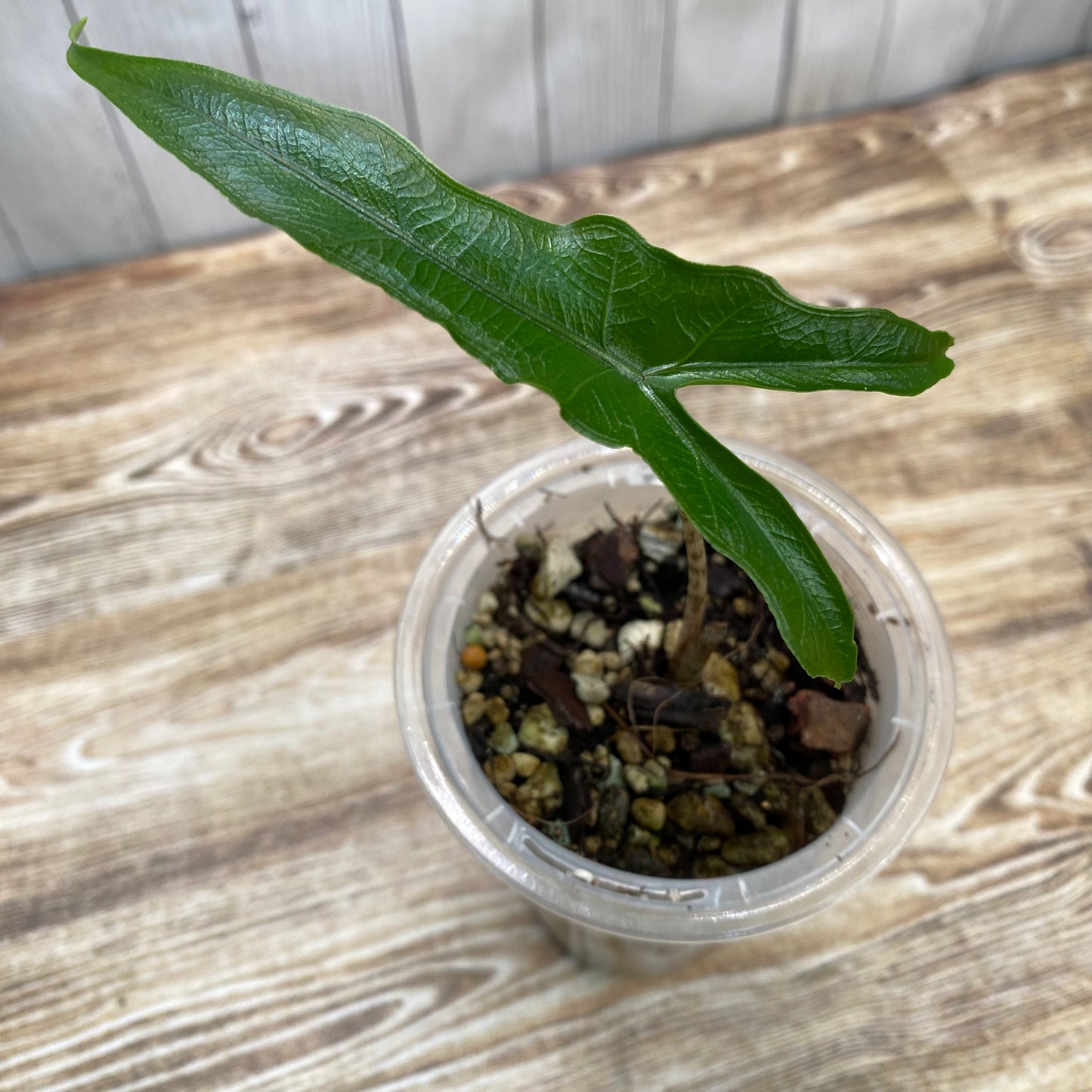 Alocasia Sabrina