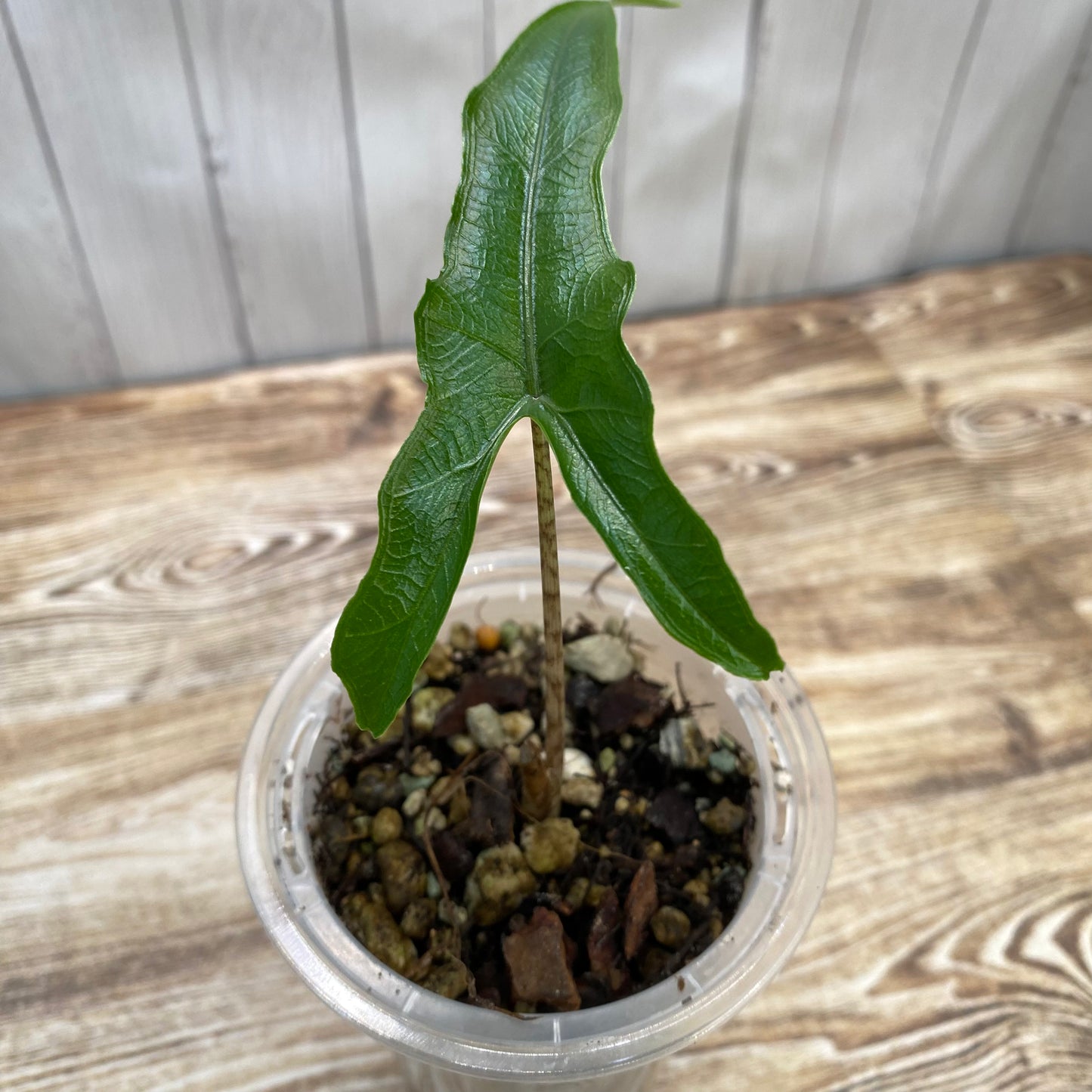 Alocasia Sabrina