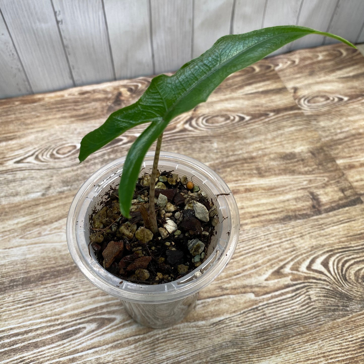 Alocasia Sabrina