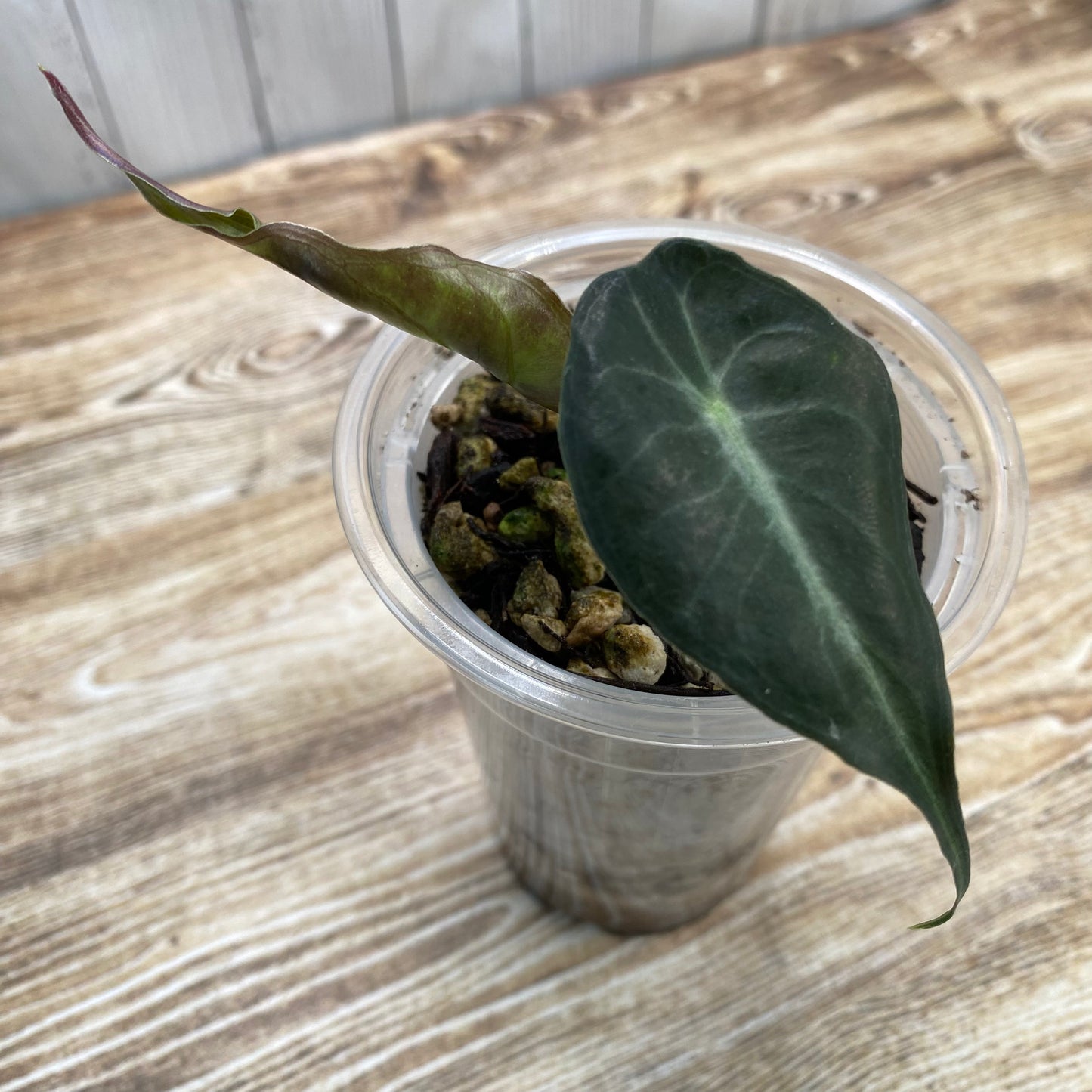 Alocasia Venom