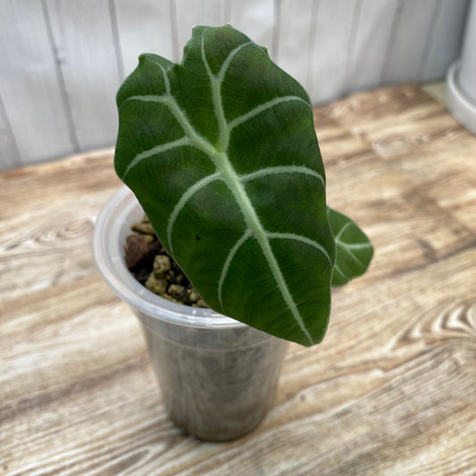 Alocasia Watsoniana