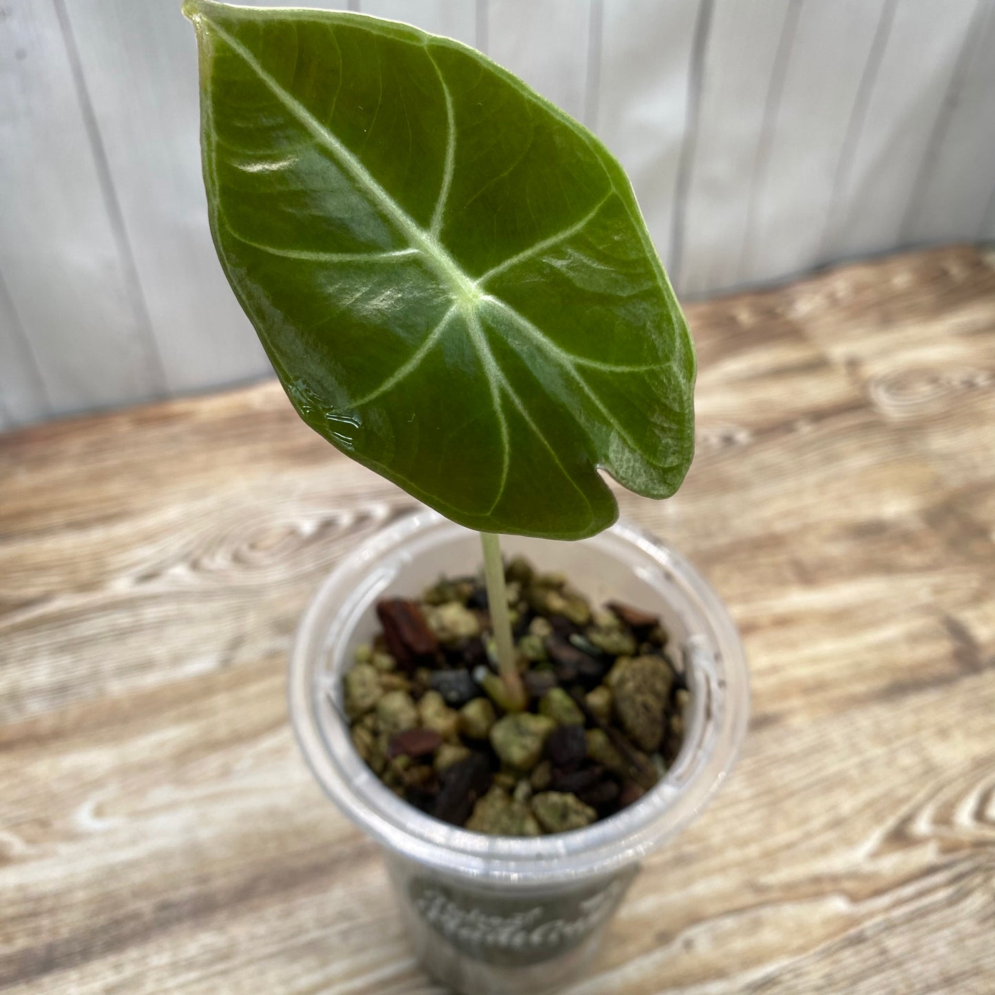Alocasia Longiloba Suhirmaniana ‘Purple Vein’