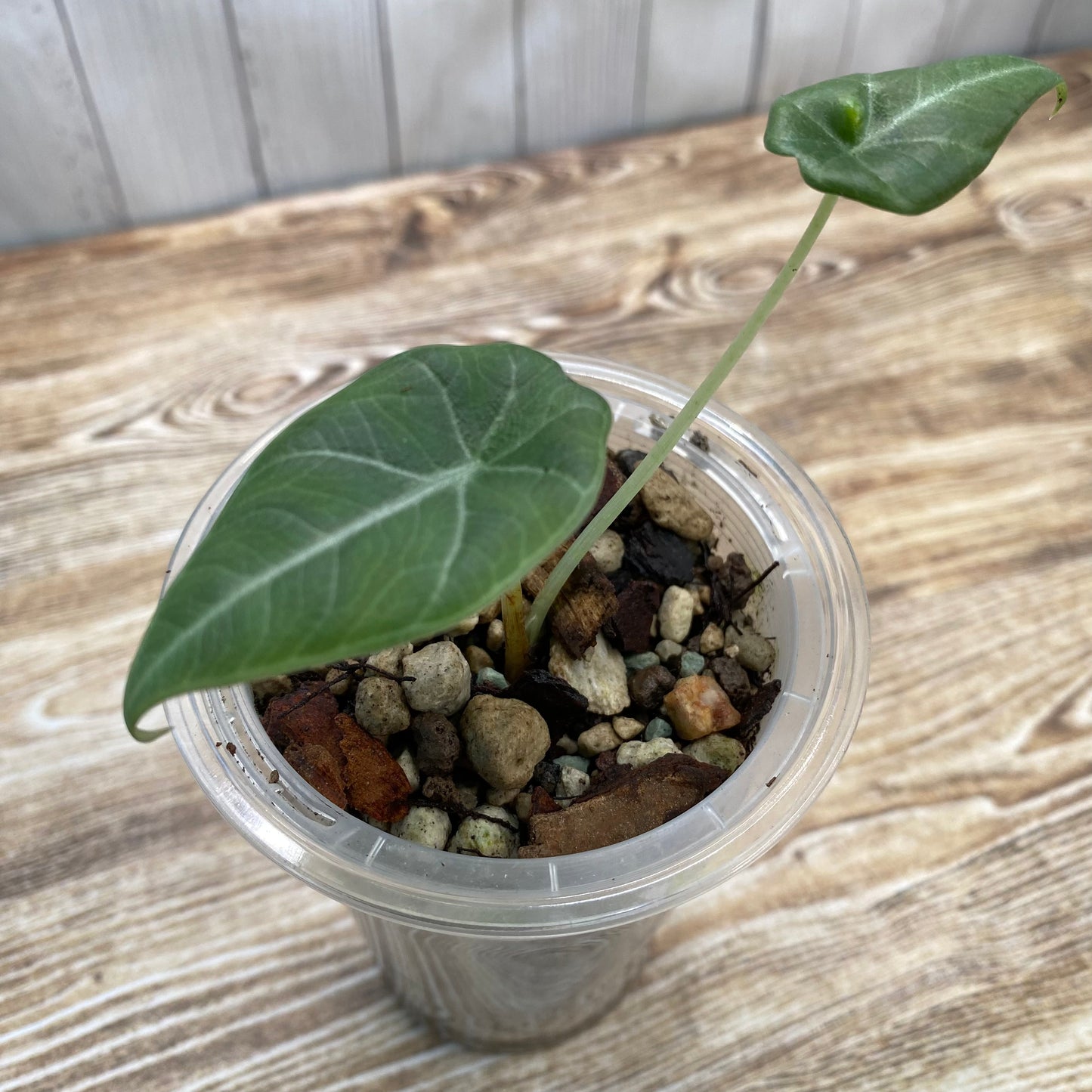 Alocasia Maharani