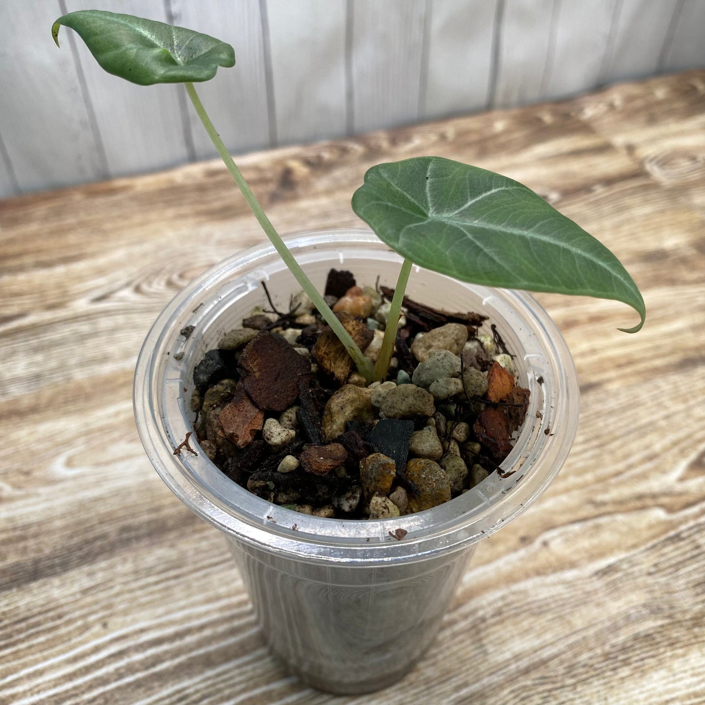 Alocasia Maharani