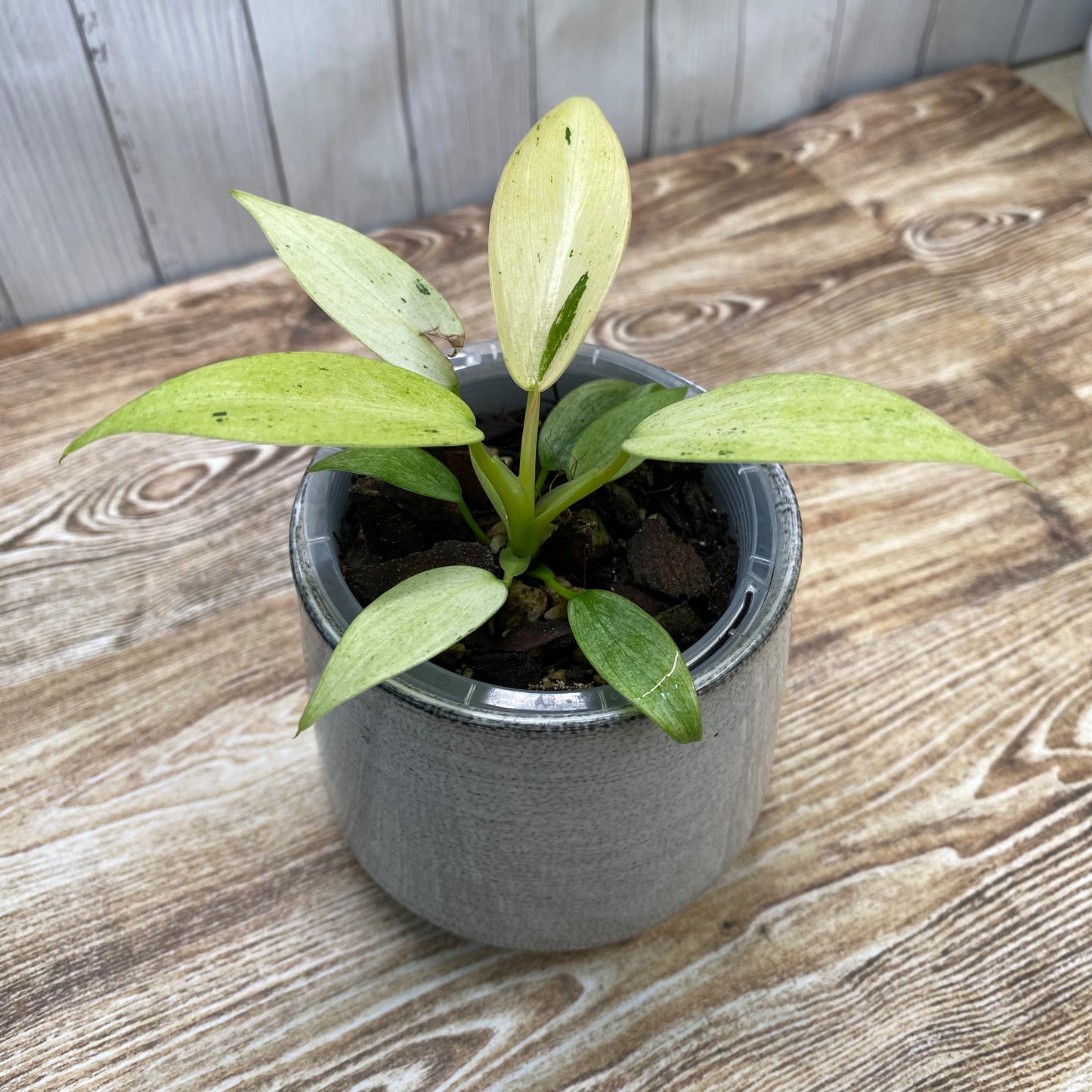 Philodendron Whipple Way