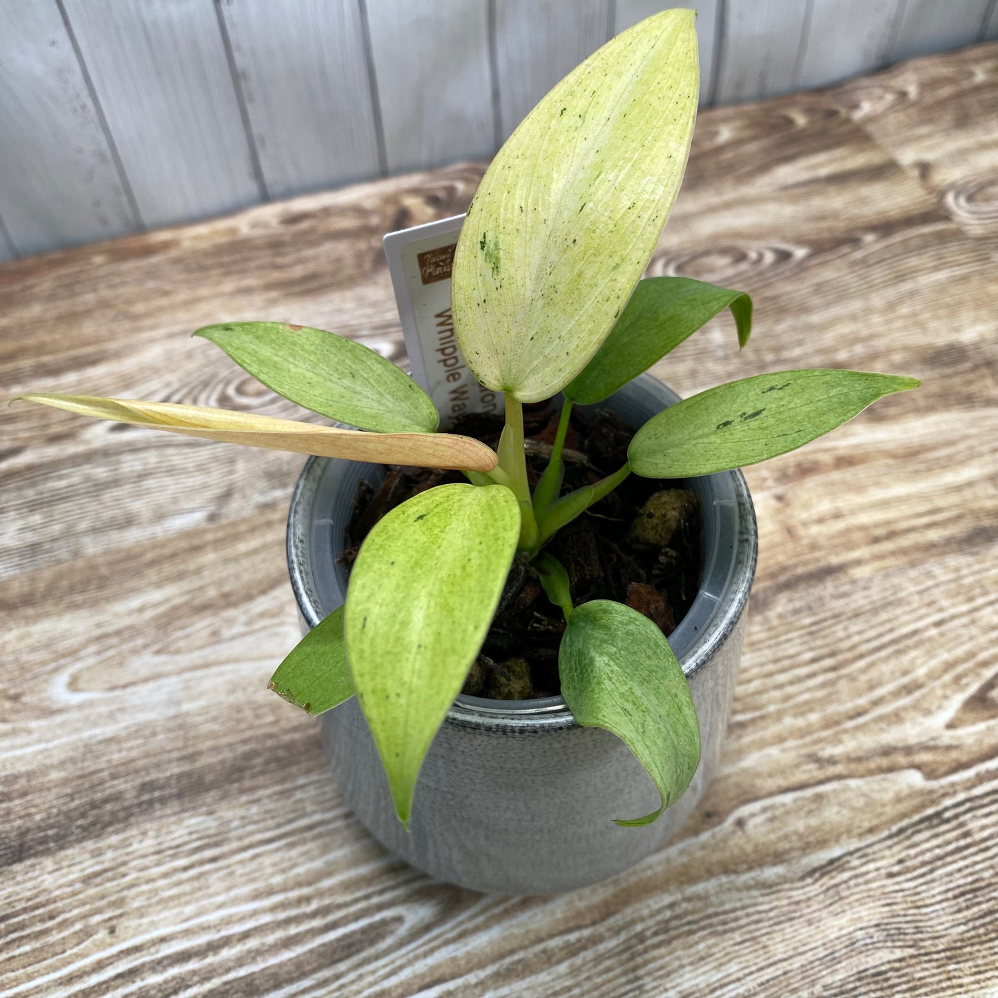 Philodendron Whipple Way