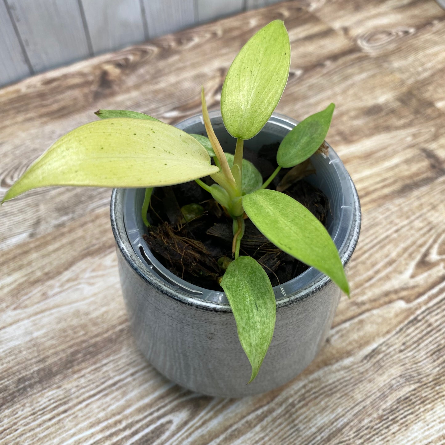 Philodendron Whipple Way