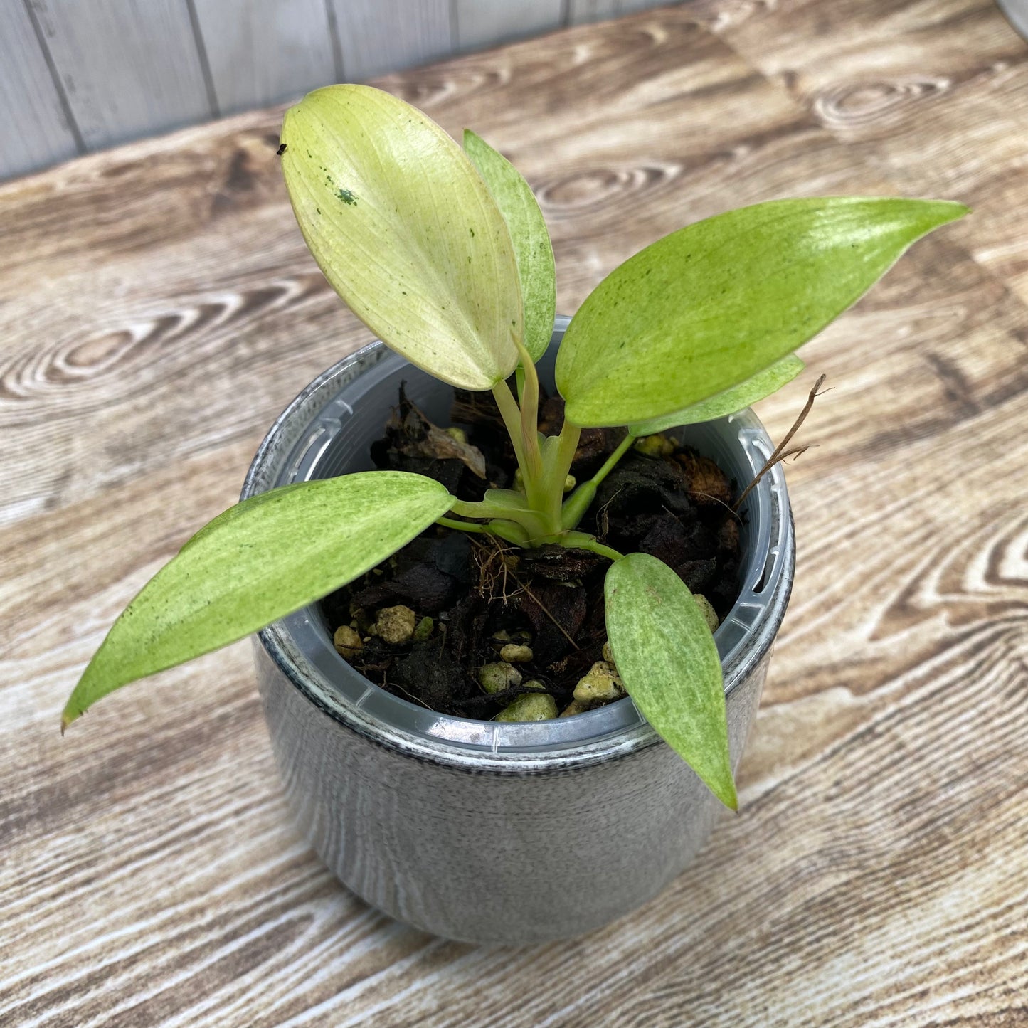 Philodendron Whipple Way