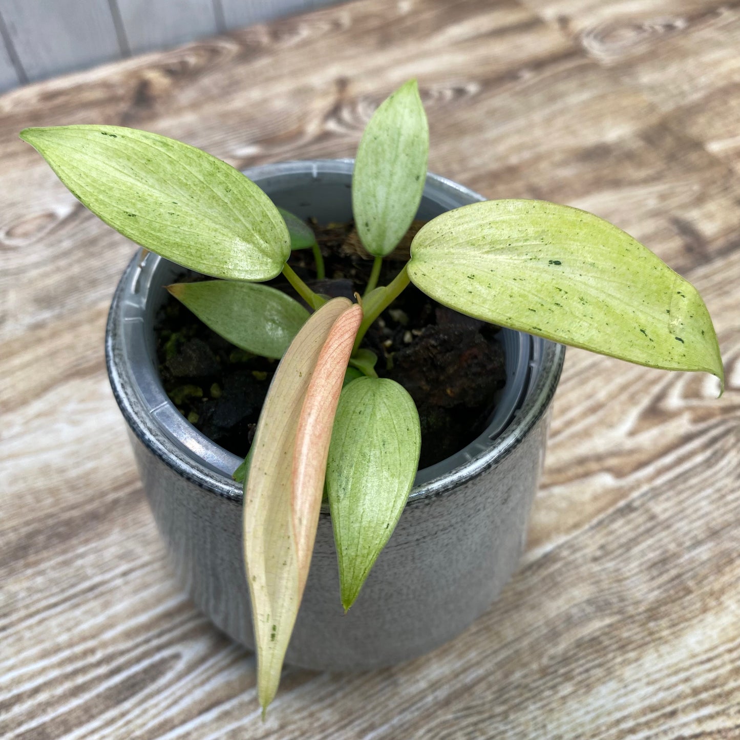 Philodendron Whipple Way