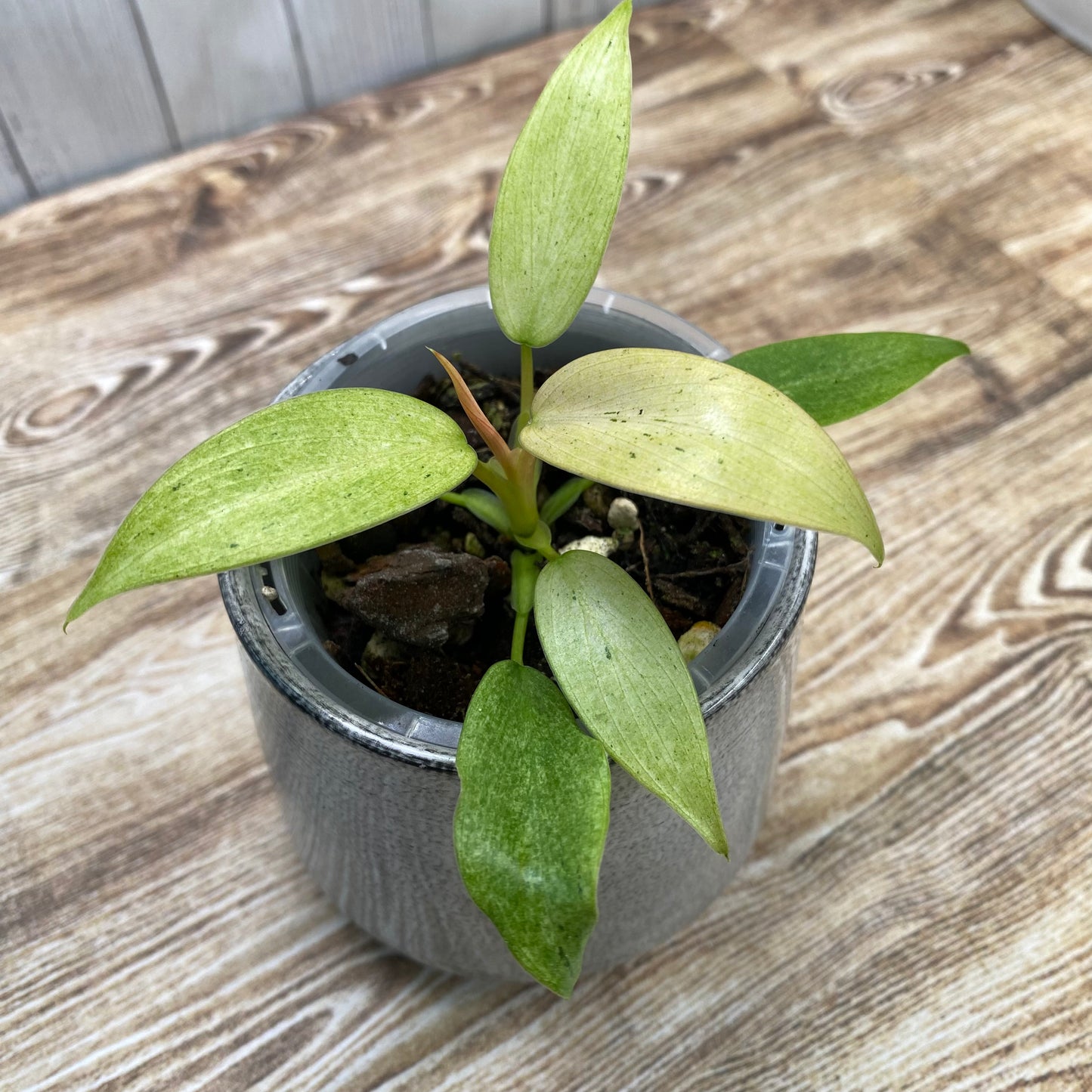 Philodendron Whipple Way