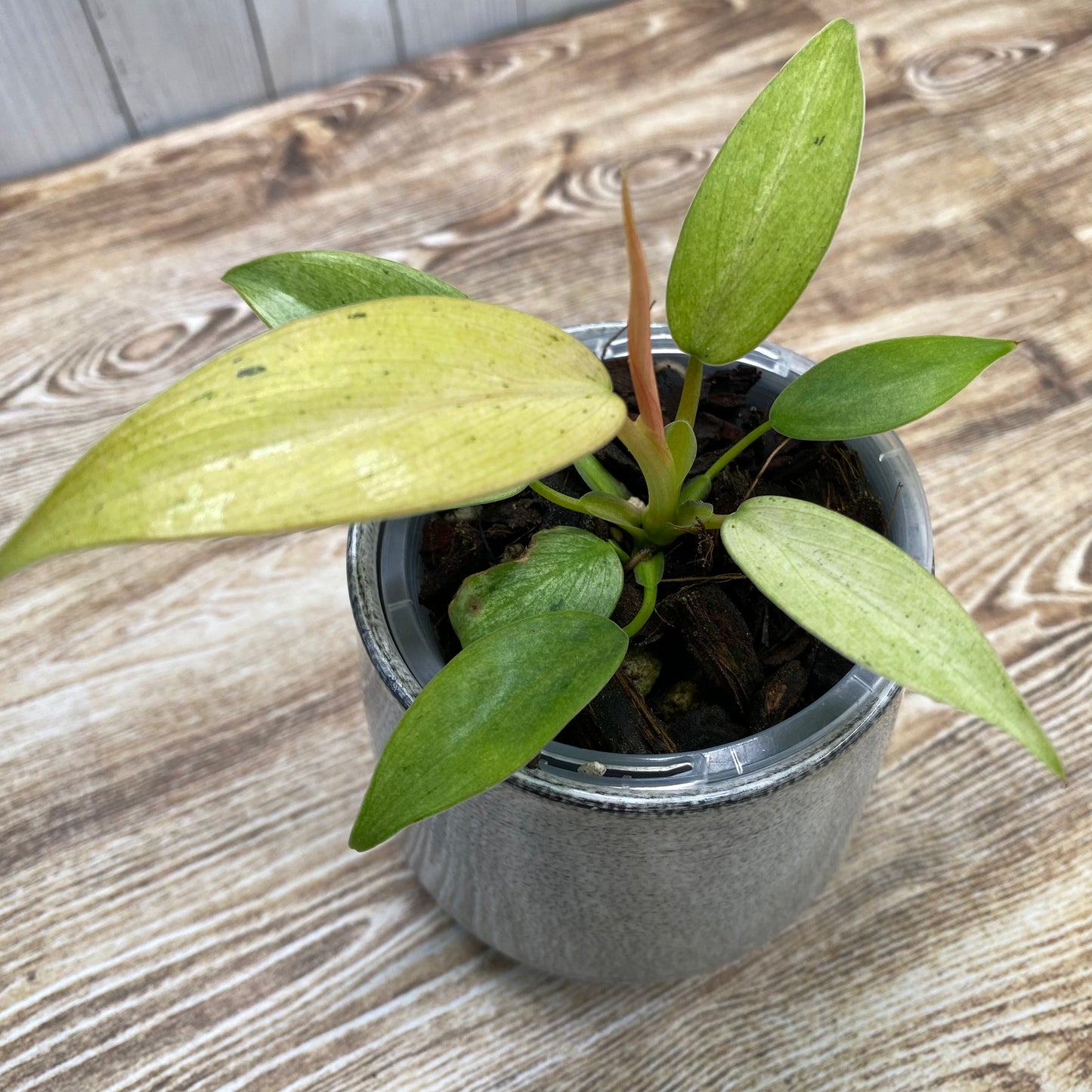 Philodendron Whipple Way