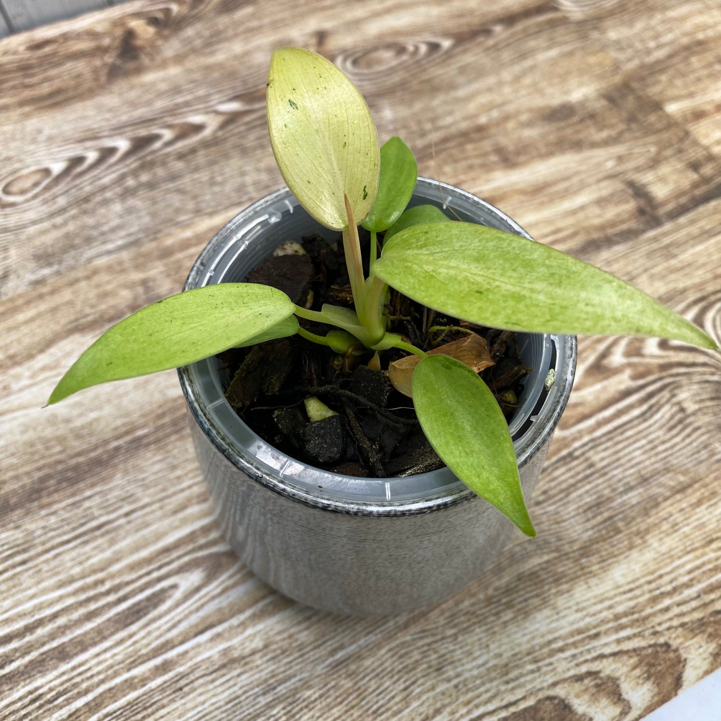 Philodendron Whipple Way