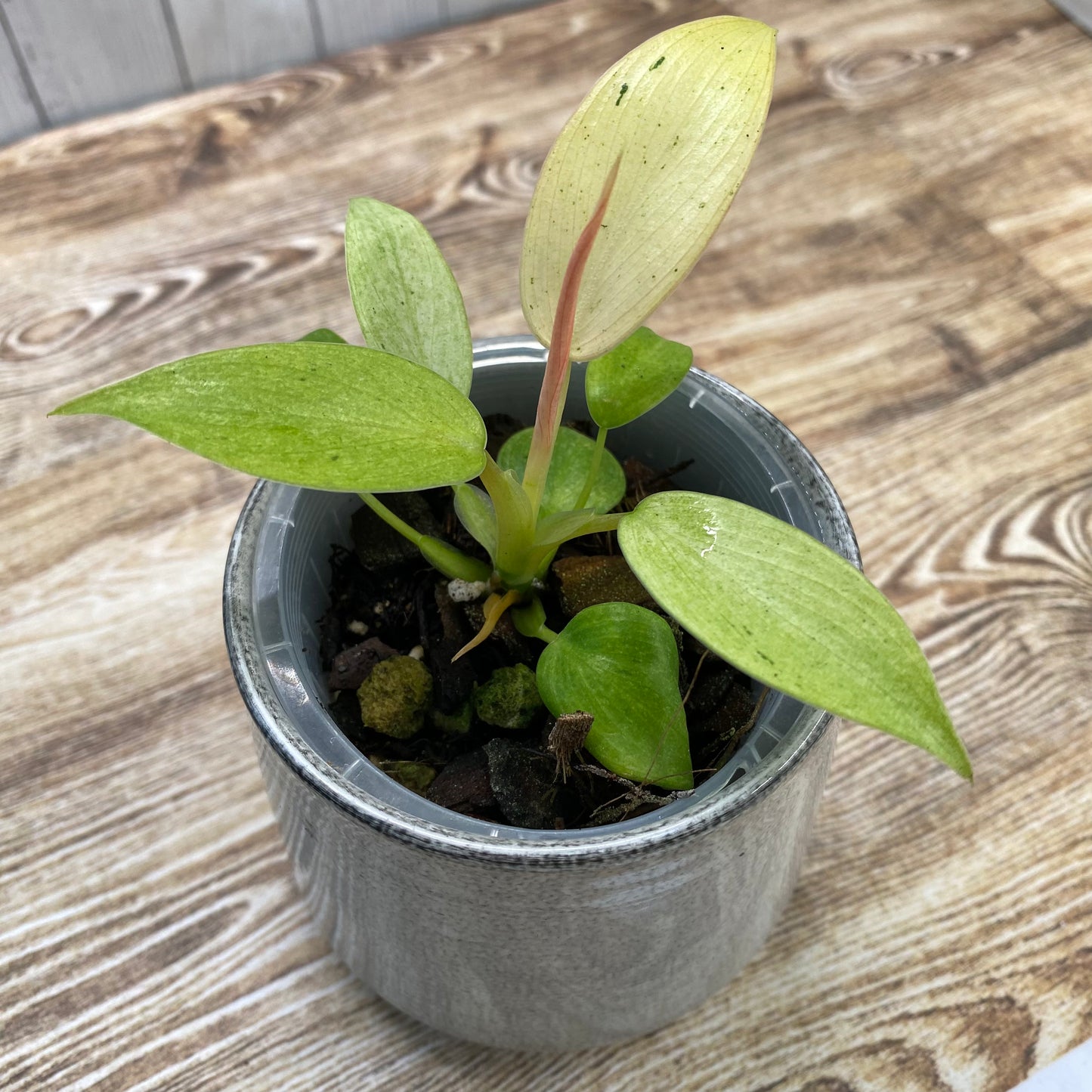 Philodendron Whipple Way