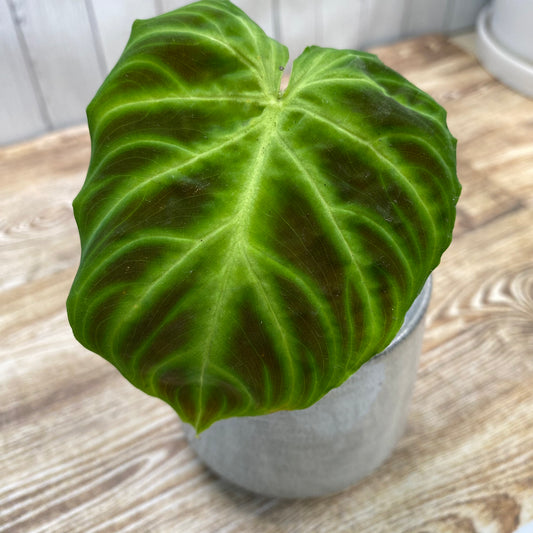 Philodendron Verrucosum