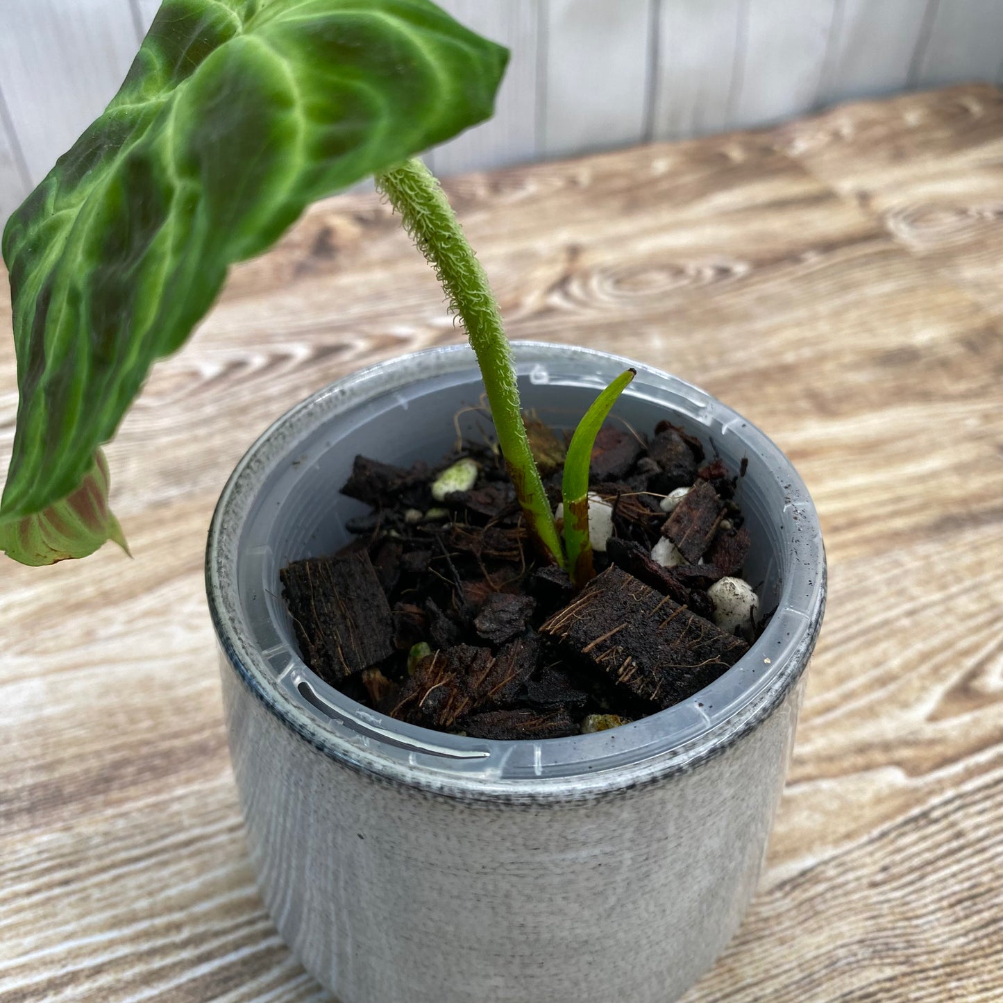 Philodendron Verrucosum