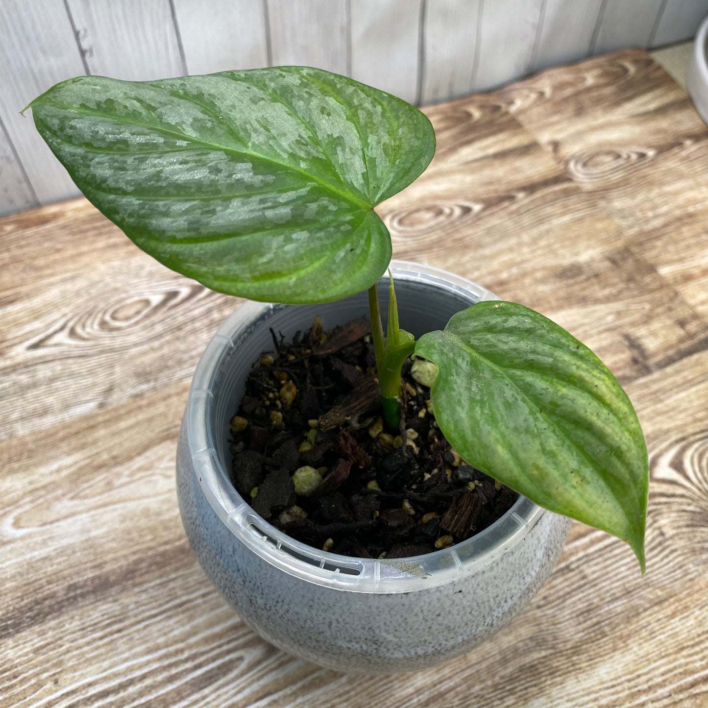 Philodendron Majestic