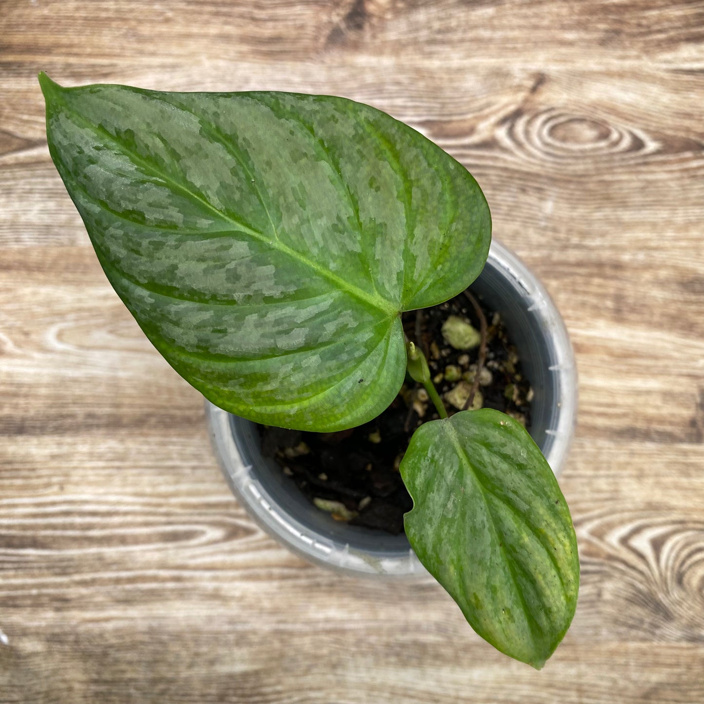Philodendron Majestic