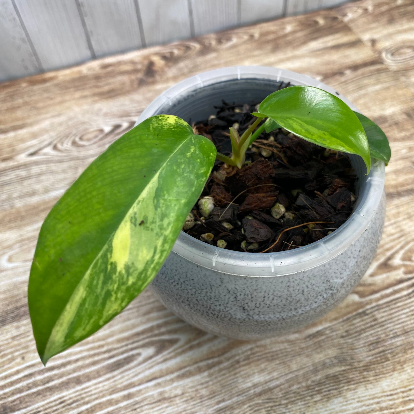 Philodendron Florida Beauty