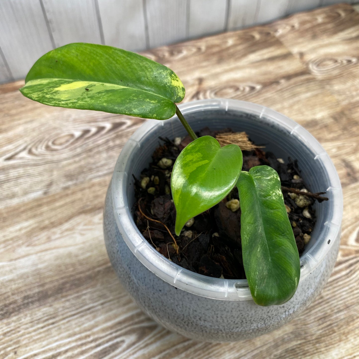 Philodendron Florida Beauty