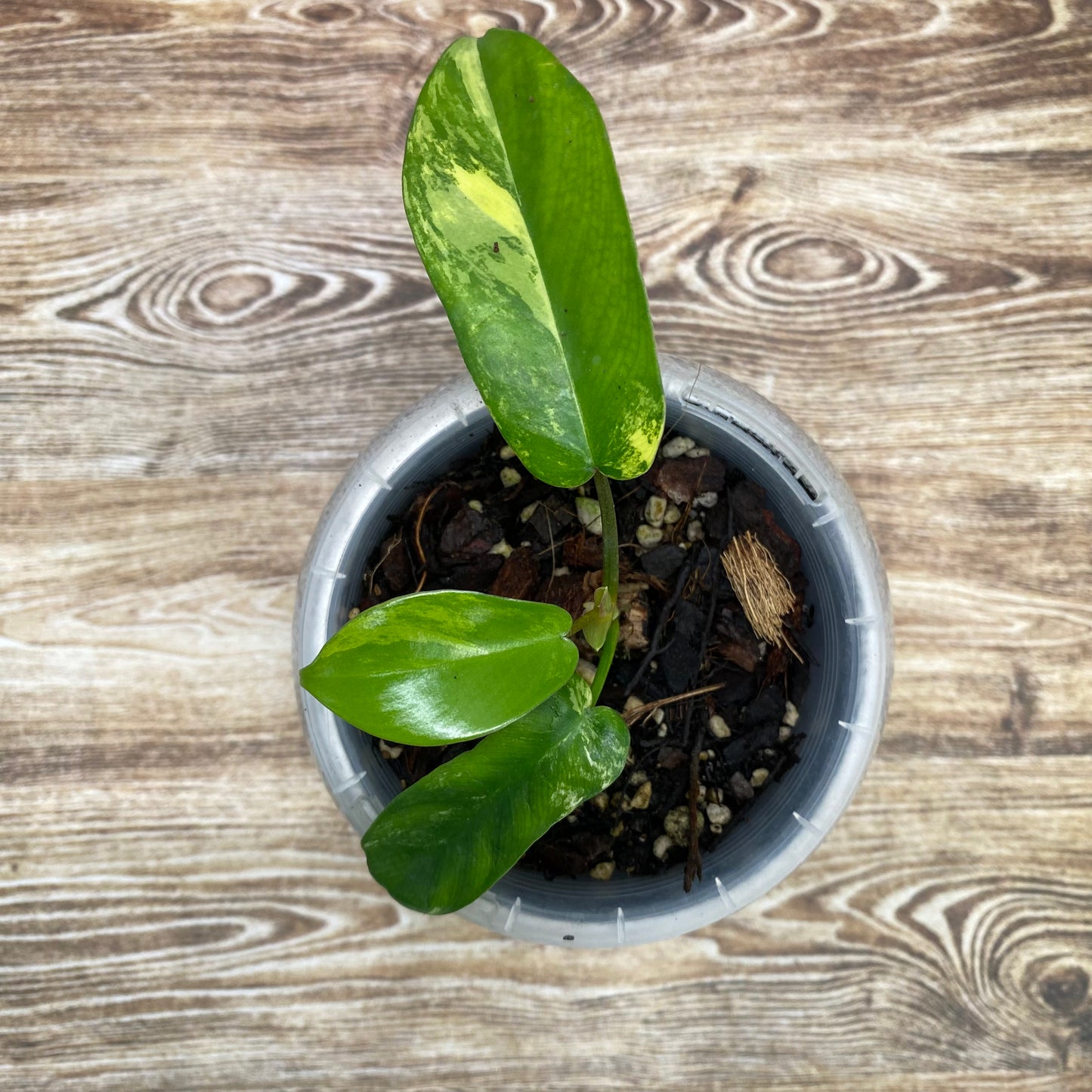 Philodendron Florida Beauty