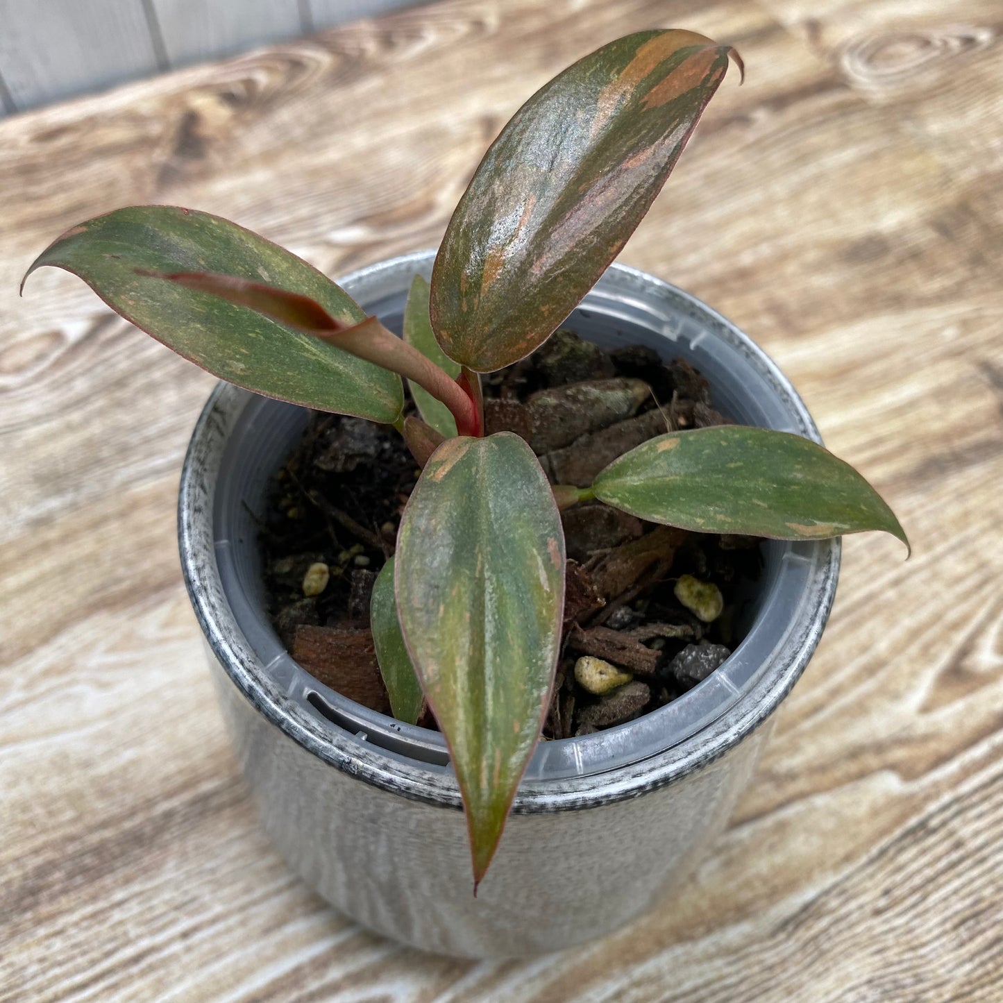 Philodendron Orange Princess