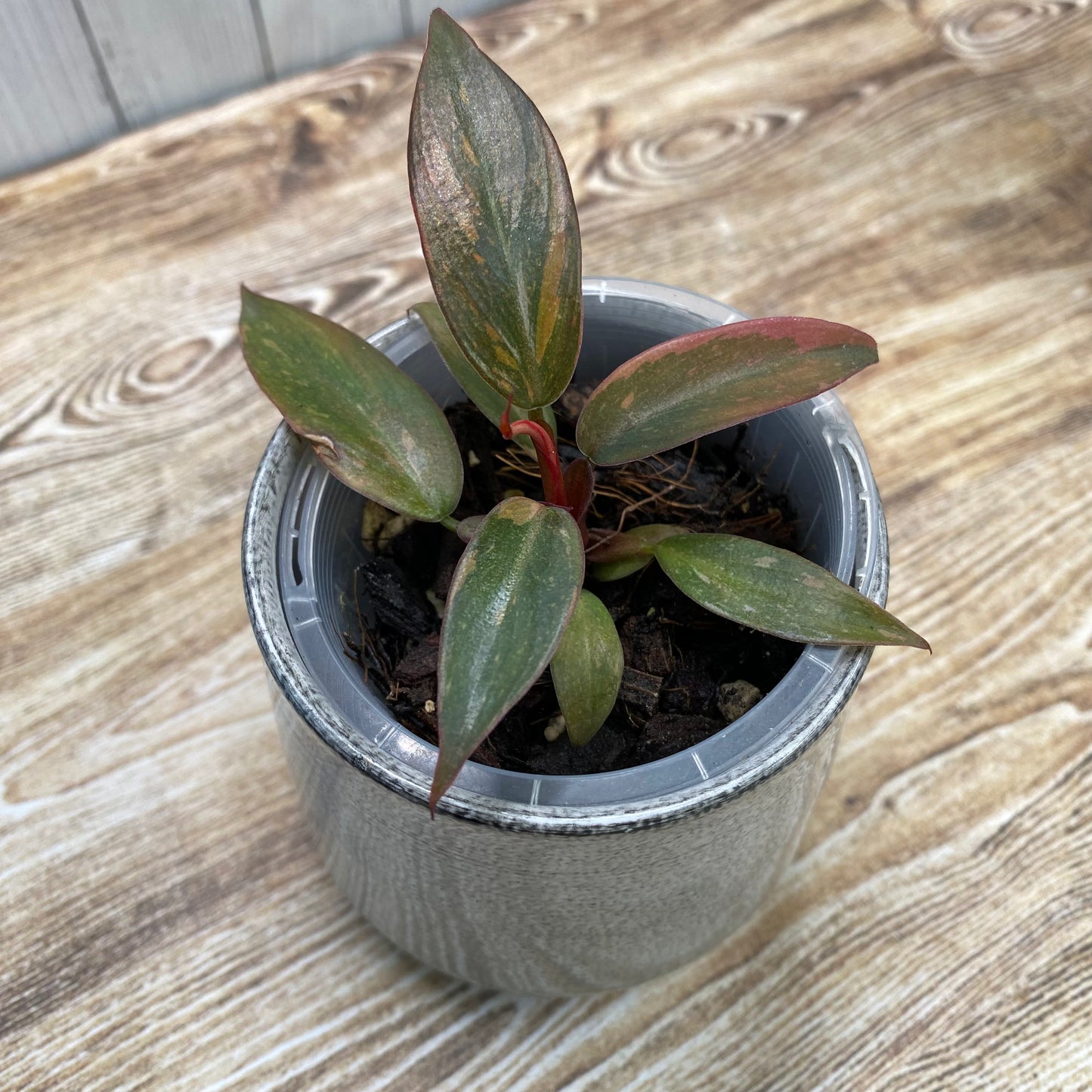 Philodendron Orange Princess