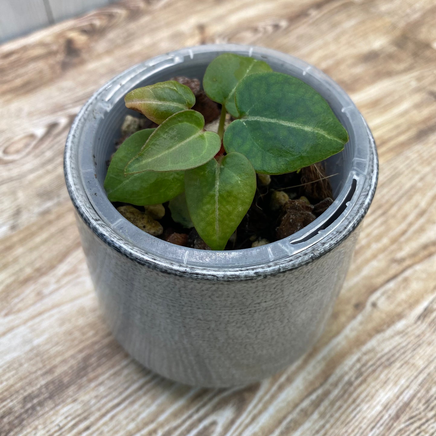 Anthurium Purple Crystallinum (TC)