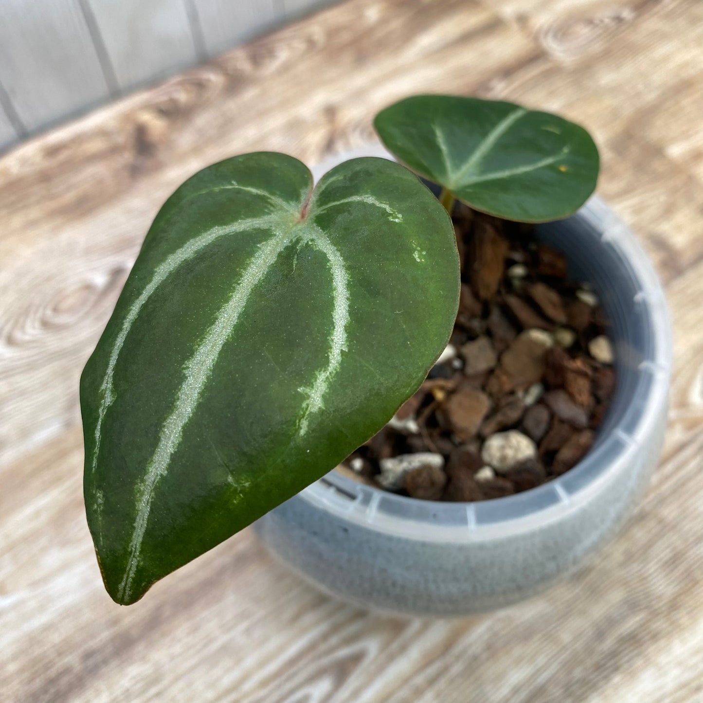 Anthurium Purple Crystallinum (TC)