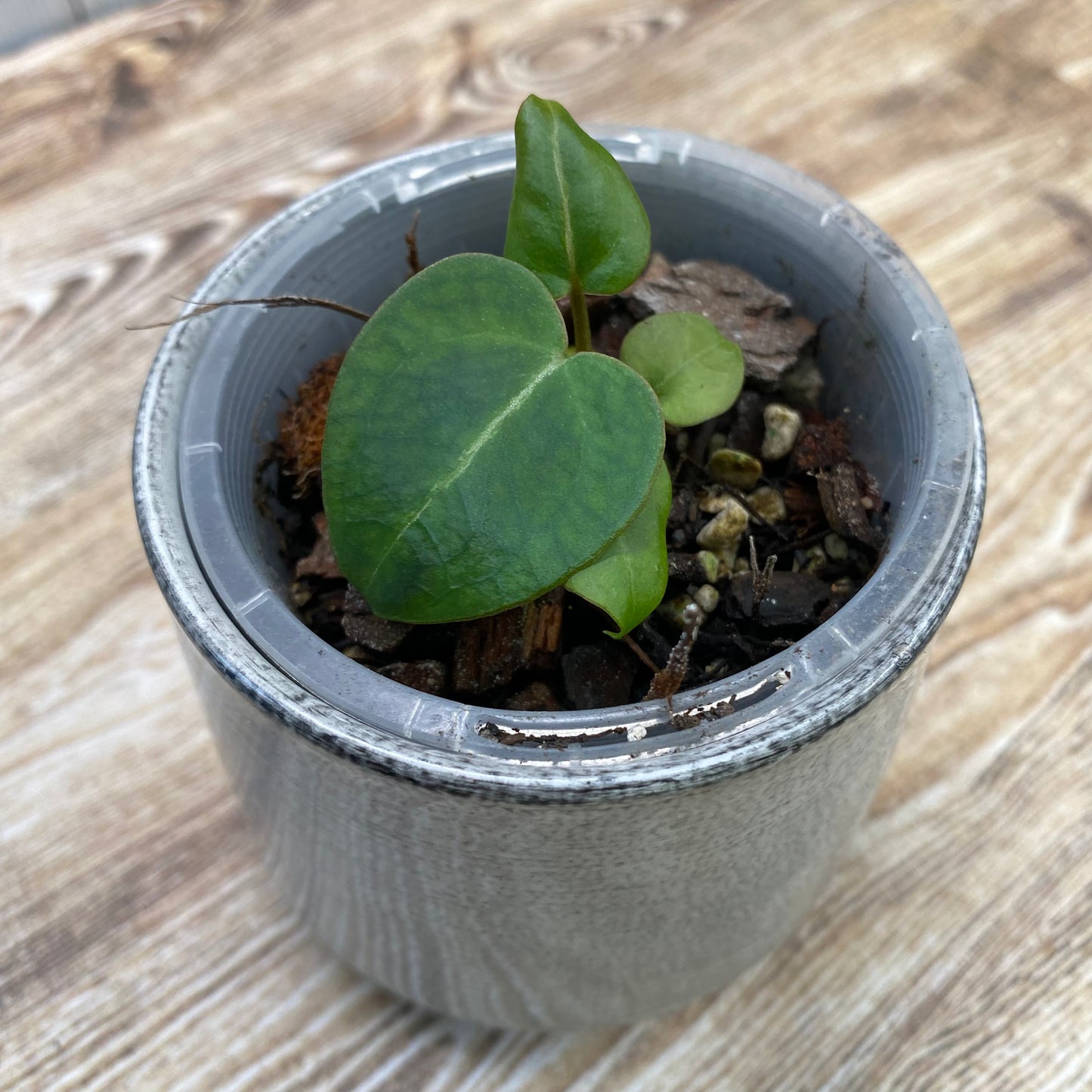 Anthurium Purple Crystallinum (TC)