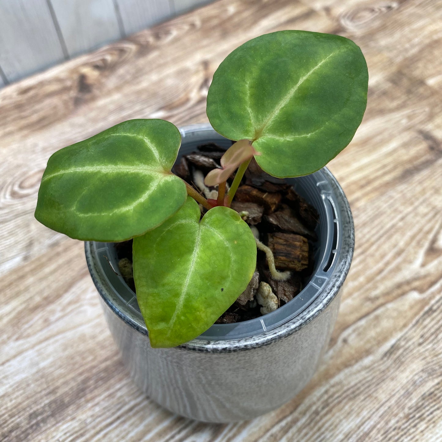 Anthurium Tezula RC × (SKG Silver × RC) - TC