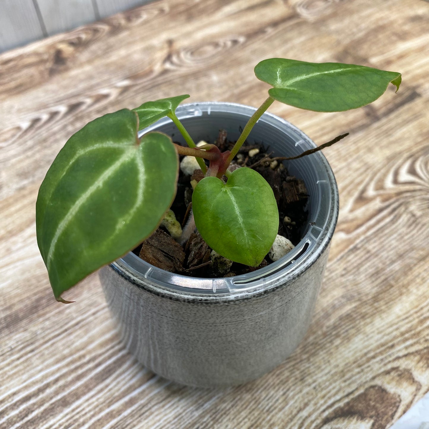 Anthurium Tezula RC × (SKG Silver × RC) - TC