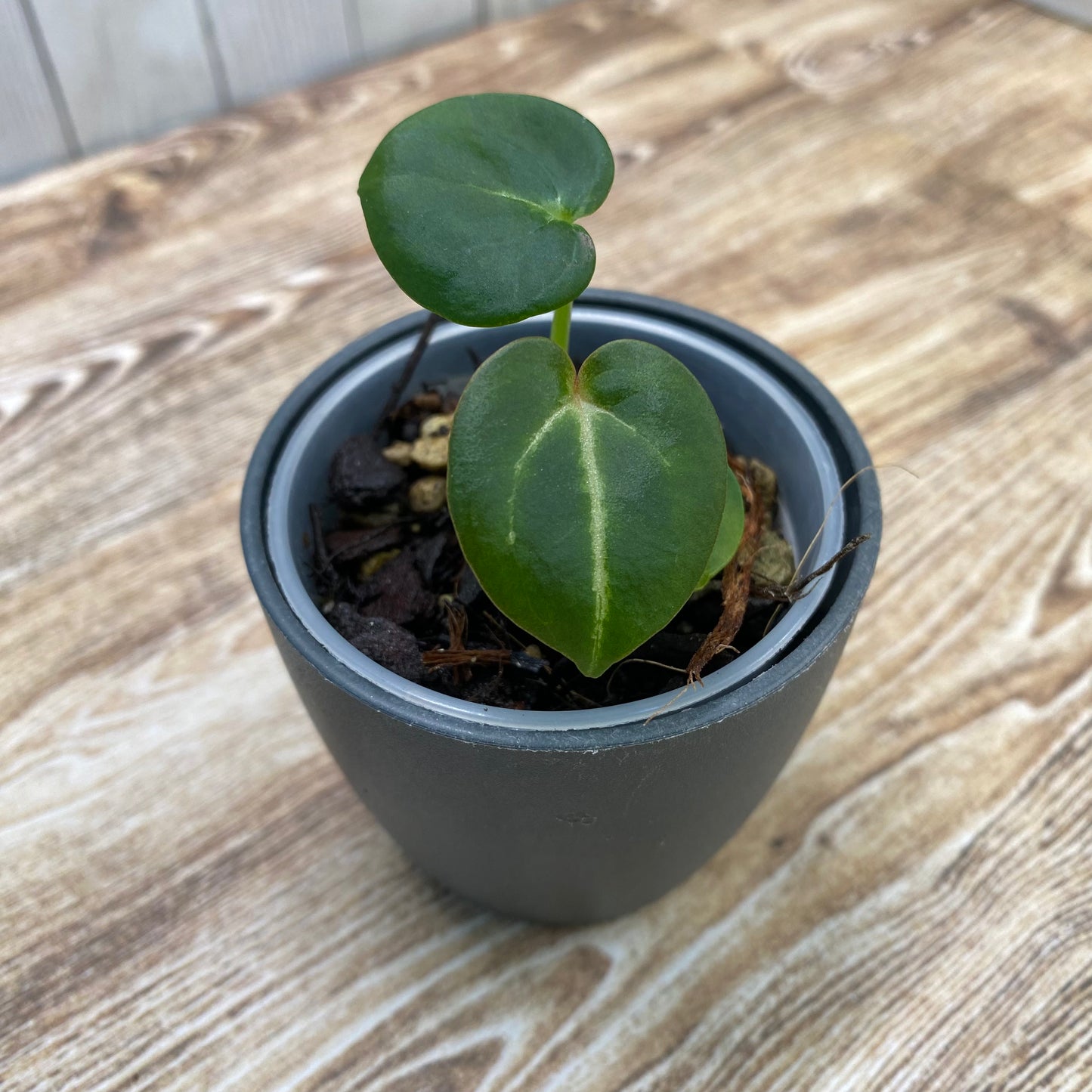 Anthurium Red Crystallinum TC