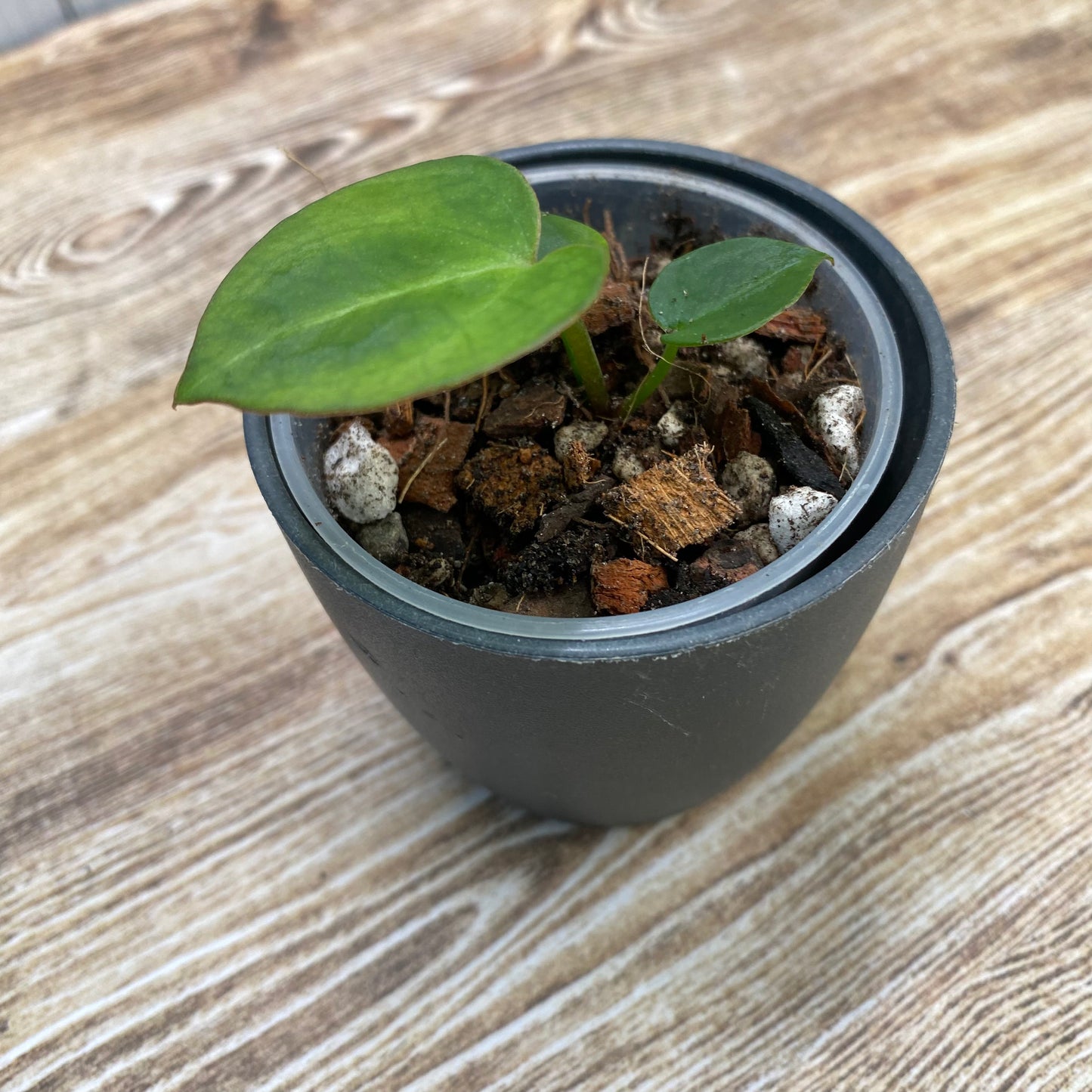 Anthurium Red Crystallinum TC