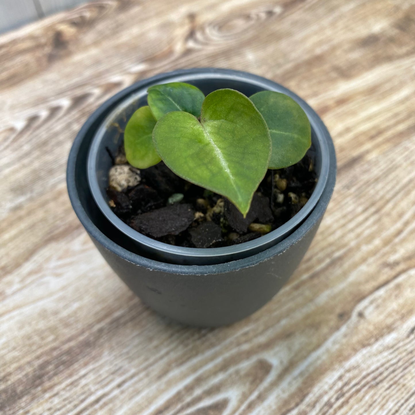 Anthurium Red Crystallinum TC