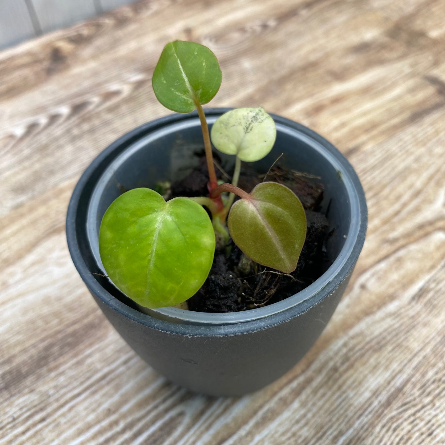 Anthurium Red Crystallinum TC