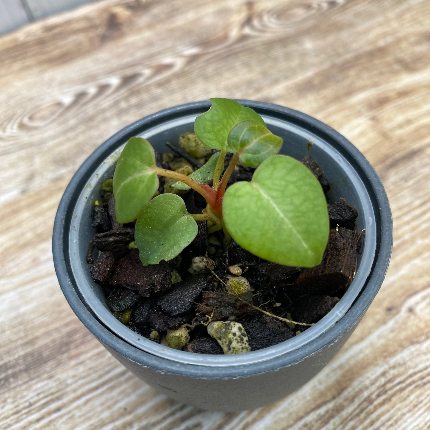 Anthurium Red Crystallinum TC