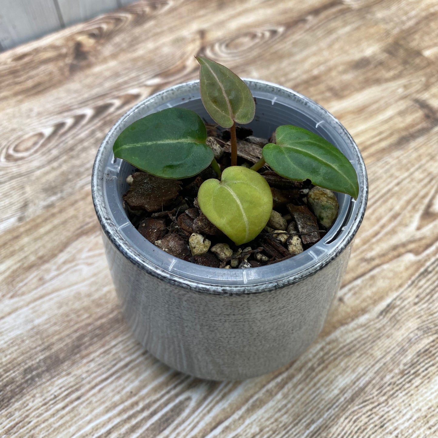 Anthurium Red Crystallinum TC
