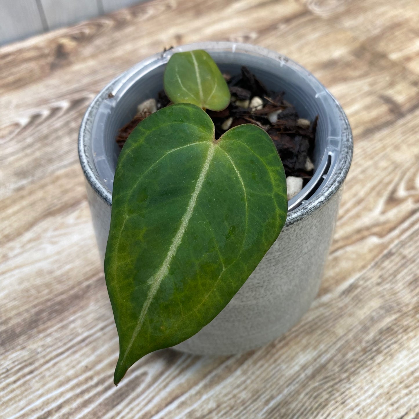 Anthurium Red Crystallinum TC
